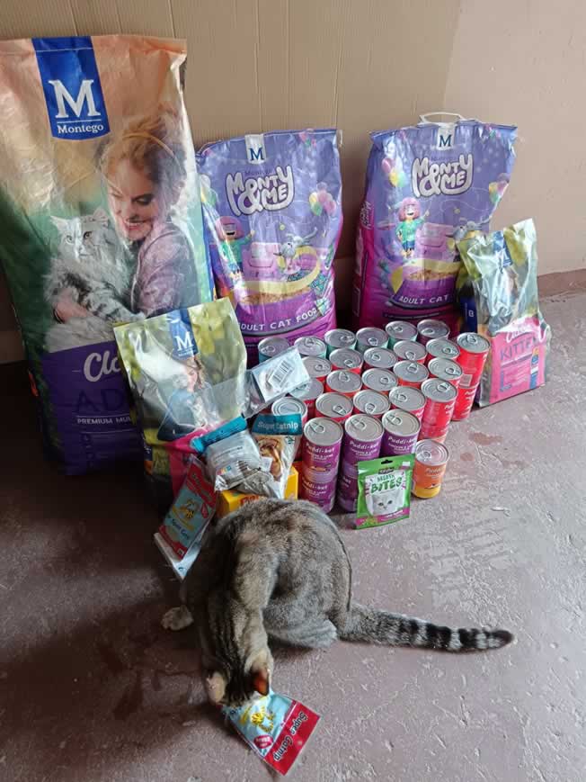 Kittyangel rescue